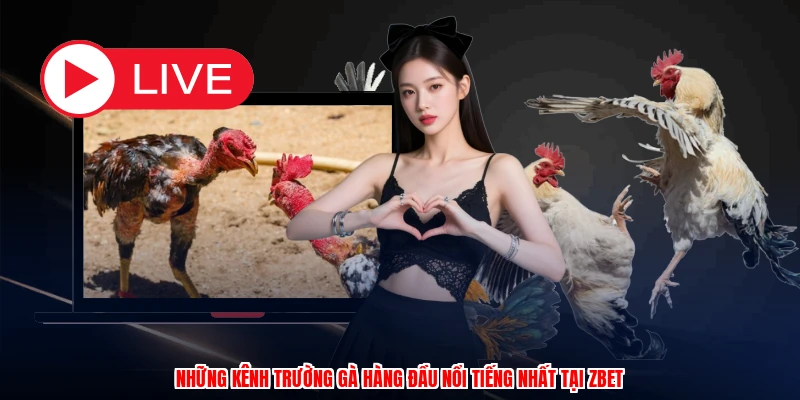 Những kênh trường gà hàng đầu nổi tiếng nhất tại ZBET