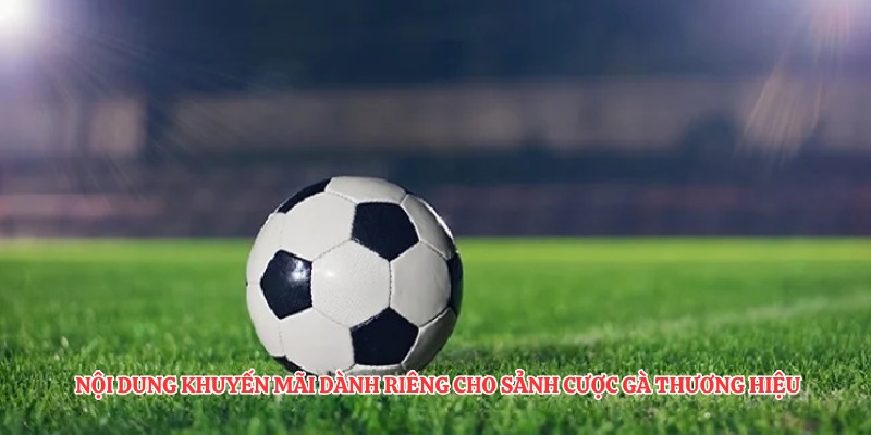 Nội dung khuyến mãi dành riêng cho sảnh cược gà thương hiệu