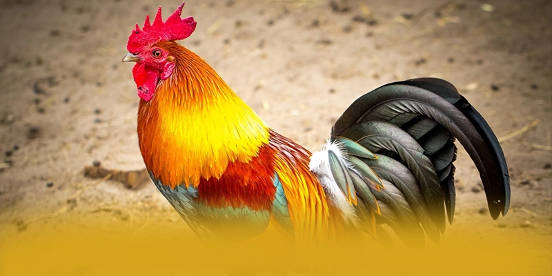 Khả năng truy cập trên điện thoại di động cùng GOOD88 Khả năng truy cập trên điện thoại di động cùng GOOD88